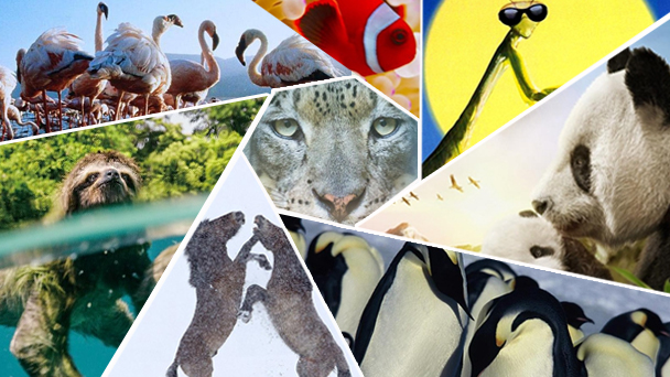 國際生物多樣性日 這十部紀錄片帶你體驗生命之美，開啟心靈的國際旅行